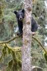 USA, Alaska. Black bear climbing moss covered tree at Anan Bear Observatory. Art Print